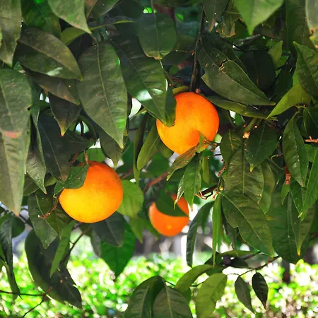 Orange Будва